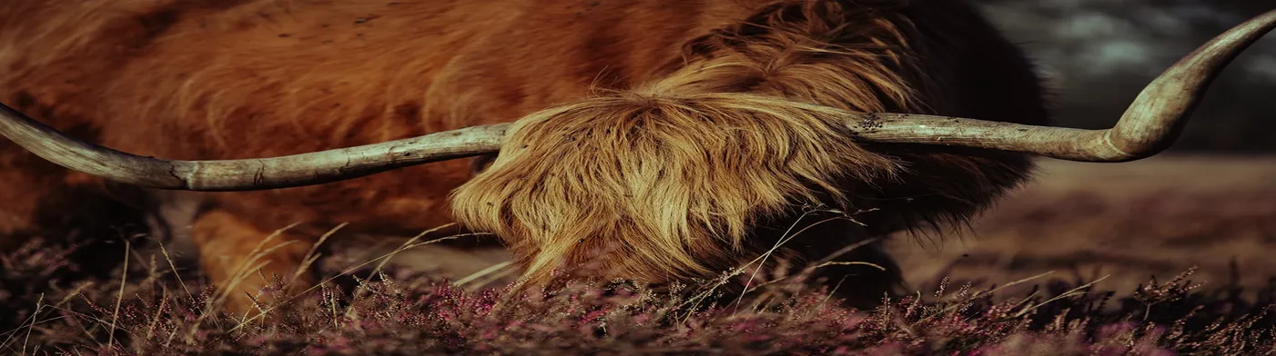 법무법인 서앤율